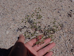 Eriogonum viridescens