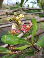 Byrsonima bucidaefolia