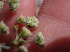 Eriogonum viridescens