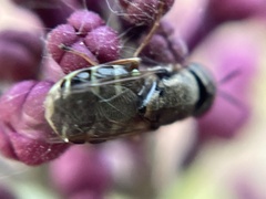 Odontomyia pubescens