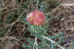 Argemone sanguinea