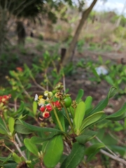 Byrsonima bucidaefolia
