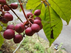 Tetrastigma rumicispermum