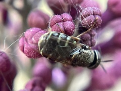 Odontomyia pubescens
