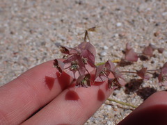 Oxytheca perfoliata