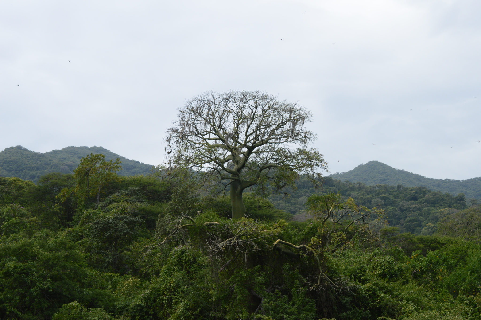 Ceiba image