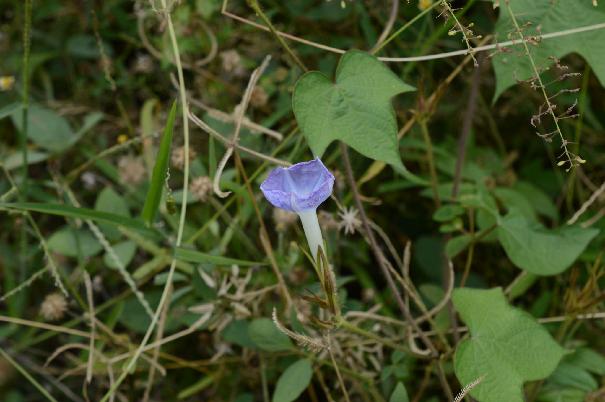 Ipomoea nil image