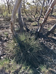 Lomandra effusa