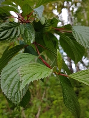 Viburnum grandiflorum