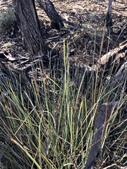 Lomandra effusa