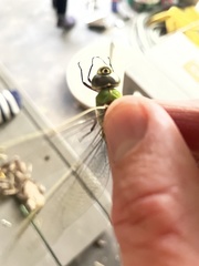 Anax junius