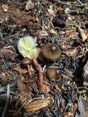 Mycena nivicola