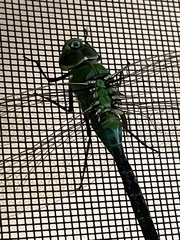 Anax junius
