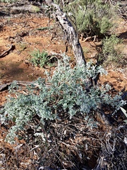 Chenopodium curvispicatum