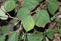Grewia latifolia