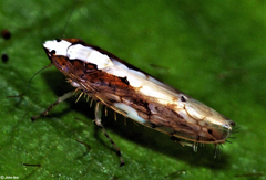 Scaphoideus coniceus