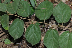 Grewia latifolia