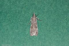 Scoparia indistinctalis