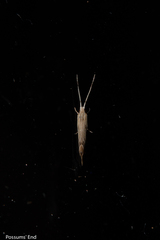 Sagephora phortegella