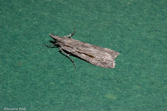 Scoparia indistinctalis