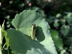 Agaeocera scintillans