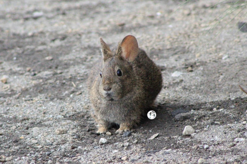 Volcano Rabbit