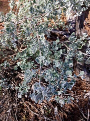 Chenopodium curvispicatum