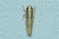 Scaphoideus coniceus