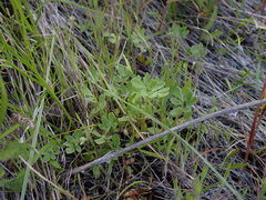 Acmispon denticulatus