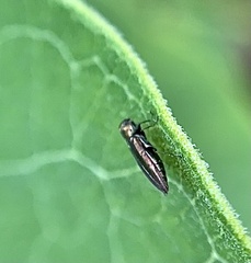 Agrilus