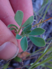 Acmispon denticulatus