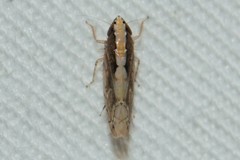 Scaphoideus coniceus