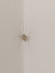 Spermophora senoculata