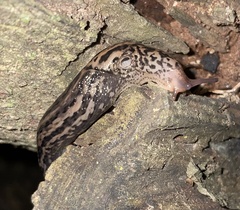 Limax maximus