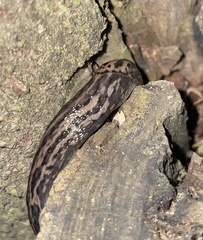 Limax maximus