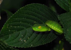 Trimeresurus gumprechti