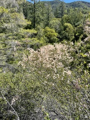 Holodiscus discolor cedrorum