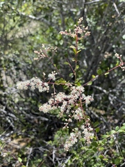 Holodiscus discolor cedrorum