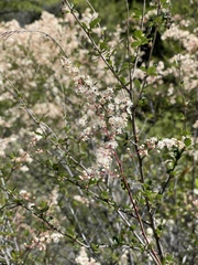 Holodiscus discolor cedrorum