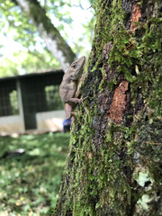 Anolis mccraniei