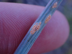 Puccinia calochorti