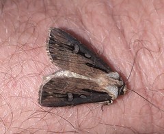 Agrotis volubilis