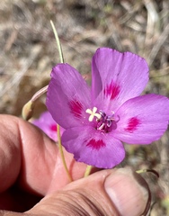 Clarkia gracilis sonomensis