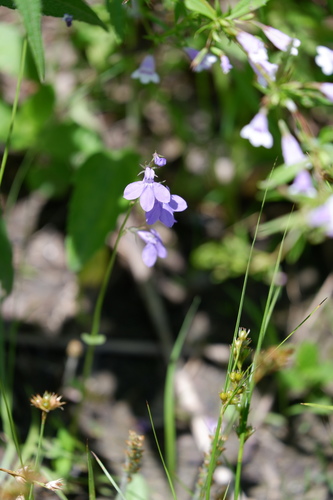 Image of Lobelia gattingeri by (c) Bonnie Semmling, some rights reserved (CC BY)