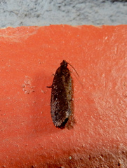 Cryptaspasma