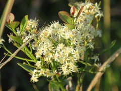 Gymnosporia markwardii