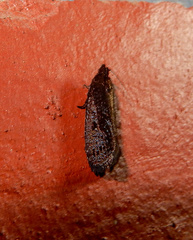 Cryptaspasma