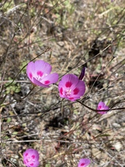 Clarkia gracilis sonomensis