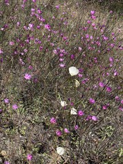 Clarkia gracilis sonomensis