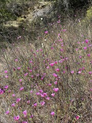Clarkia gracilis sonomensis